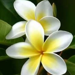 Frangipani Absolute Oil 